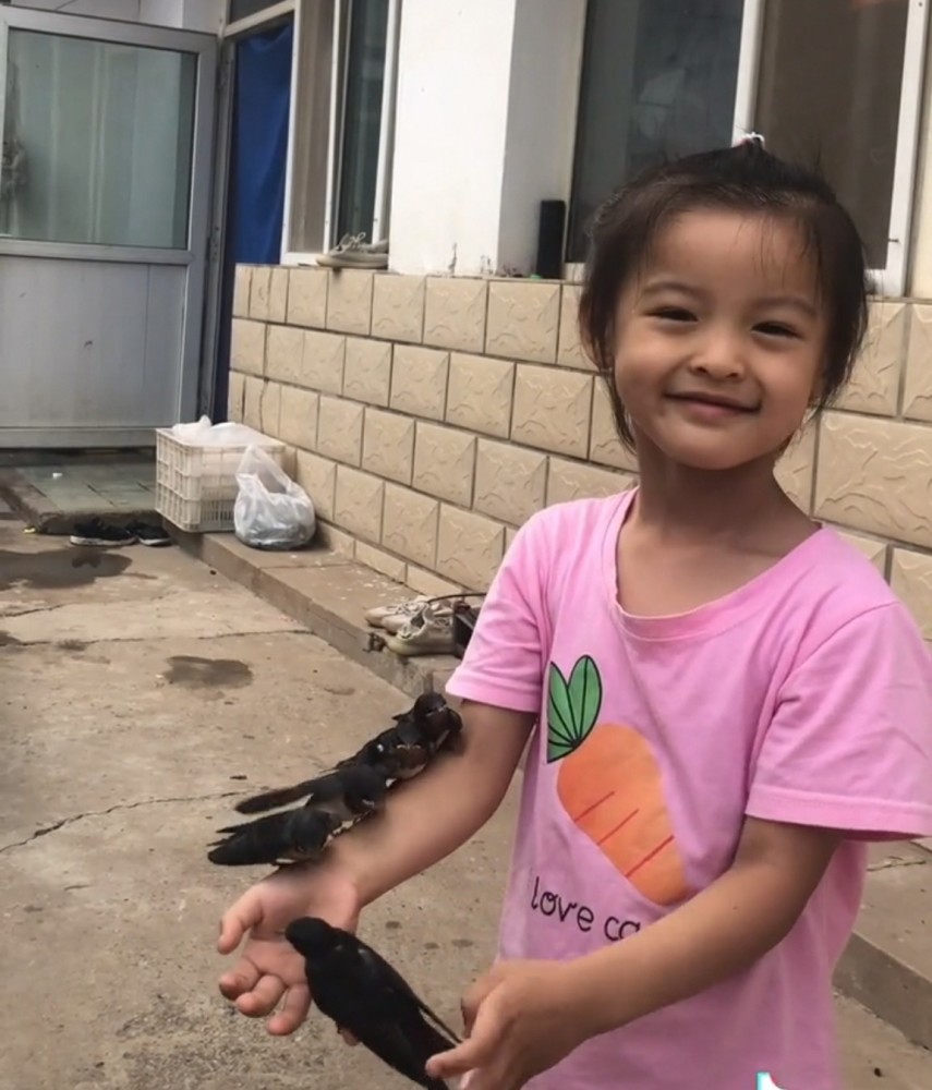 收留的小燕子形同家人 招手即来 满月 要放生 诺诺哭了 腾讯新闻