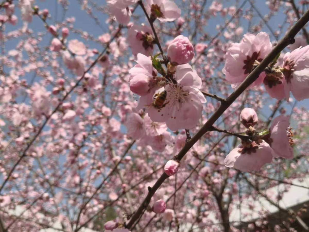 吃桃季节到 这么多种桃子 却和春天的桃花没关系 腾讯新闻