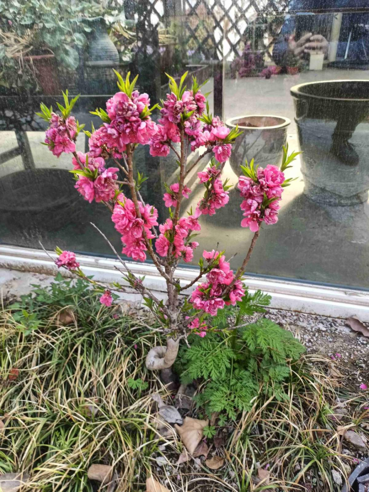 吃桃季节到 这么多种桃子 却和春天的桃花没关系 腾讯新闻