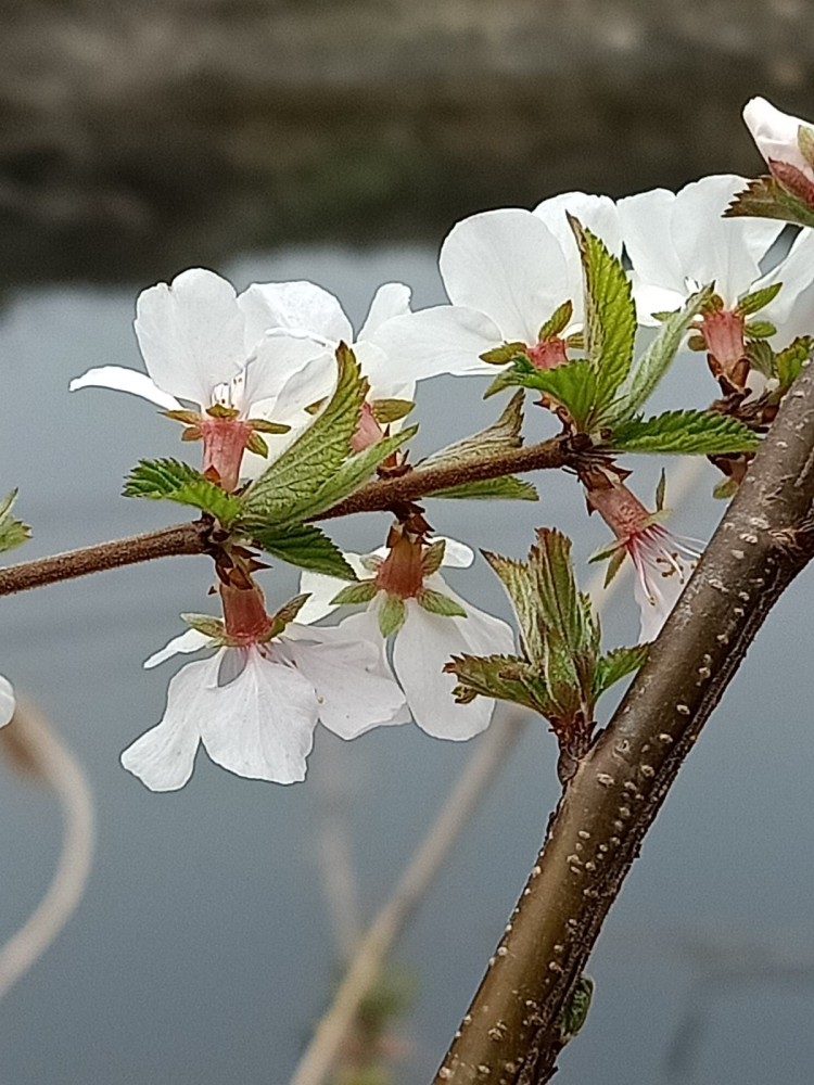 吃桃季节到 这么多种桃子 却和春天的桃花没关系 腾讯新闻