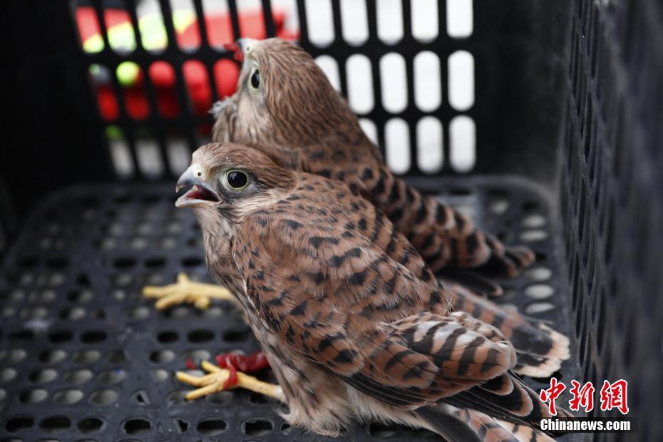 新疆民警救助两只鹰隼幼崽_腾讯新闻