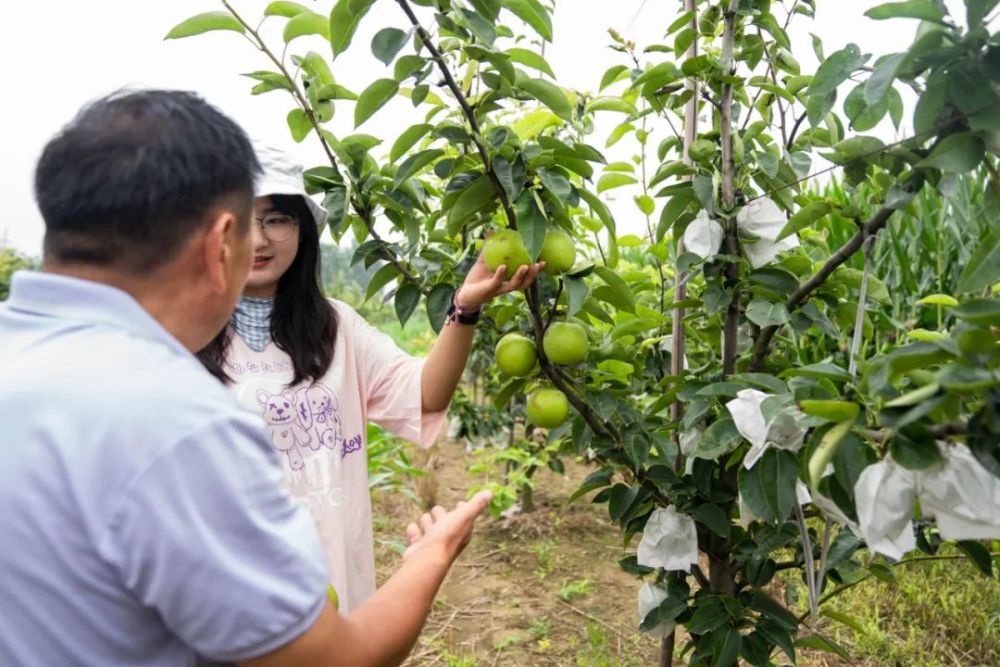 實現吃梨自由豐縣大沙河又有新玩法這個週末快來打卡