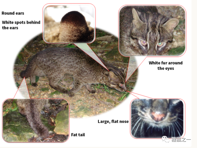 只被两人目击过 无法确定遗传起源 盘点你不知道的5种猫科动物 腾讯新闻