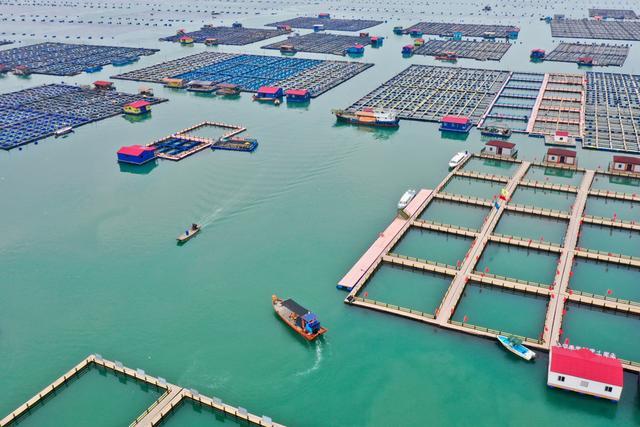 7月1日,游客乘渔船在霞浦县溪南镇七星海域深水网箱养殖区参观(无人机