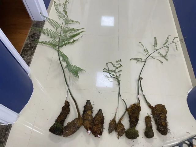 緊急提醒買賣觀賞性野生植物金毛狗蕨漳州兩人涉嫌犯罪被抓