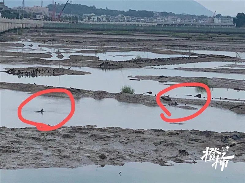 两只海豚浙江搁浅 放归大海25分钟后又往岸边游