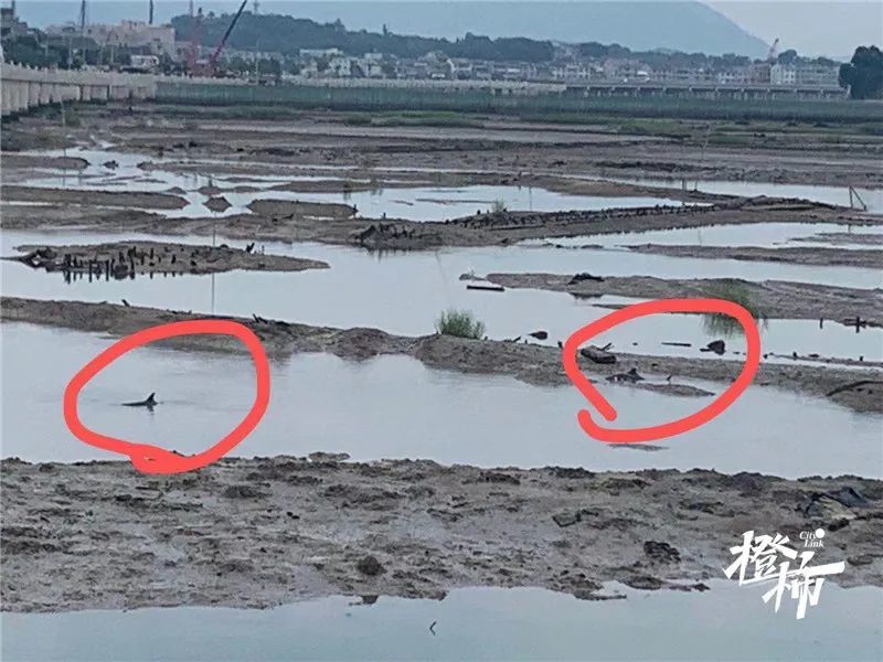 兩隻海豚浙江擱淺 放歸大海25分鍾後又往岸邊遊