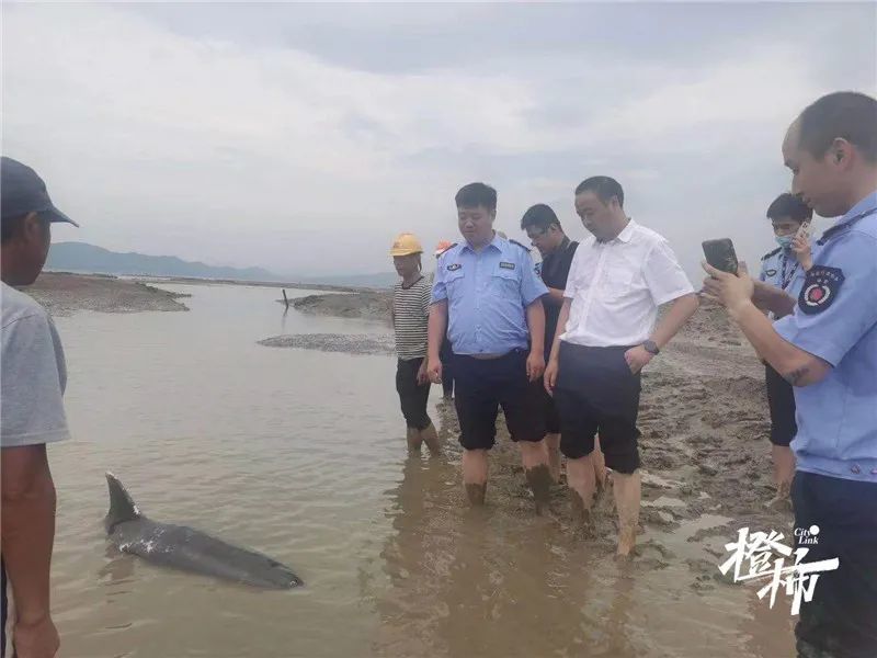 兩隻海豚浙江擱淺 放歸大海25分鍾後又往岸邊遊