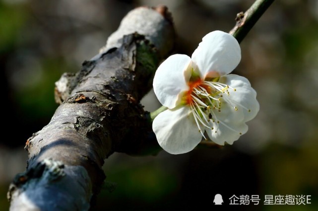 7月10日星座运势 抓住机遇 奋勇向前的三大星座 星座 星座运势 天蝎座 狮子座 双子座 水瓶座