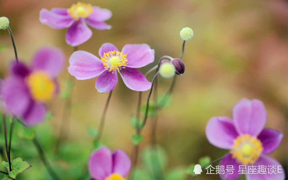 7月10日 日爱情运势 金牛循序渐进 狮子大胆表白 摩羯勇往直前 腾讯新闻