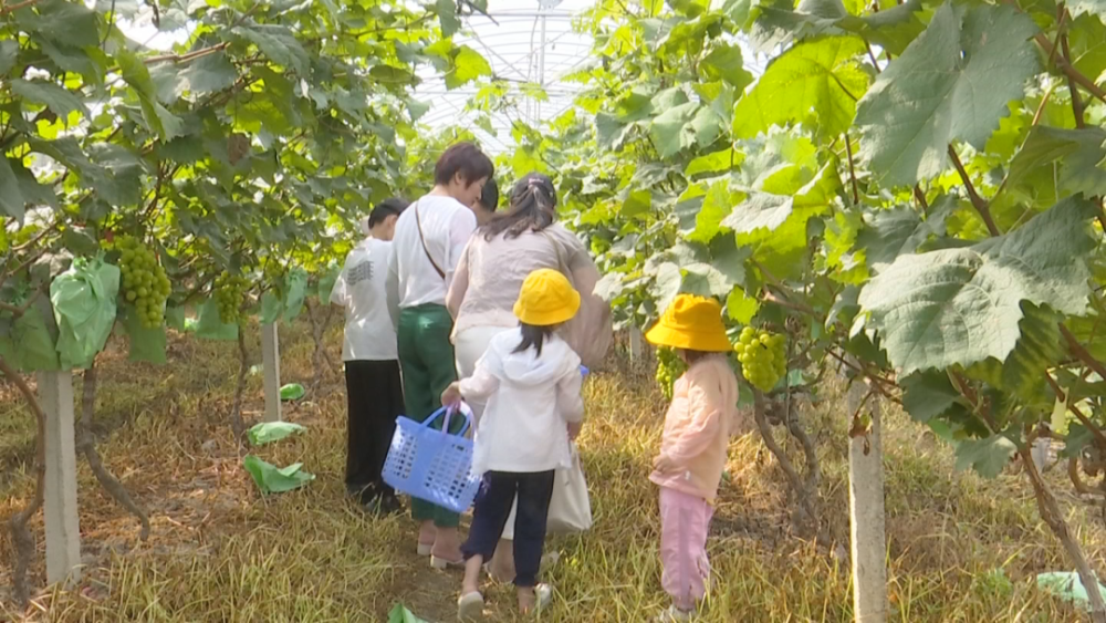 采用施用农家肥,生物防治等新技术,种植优质的葡萄,发展休闲采摘农业