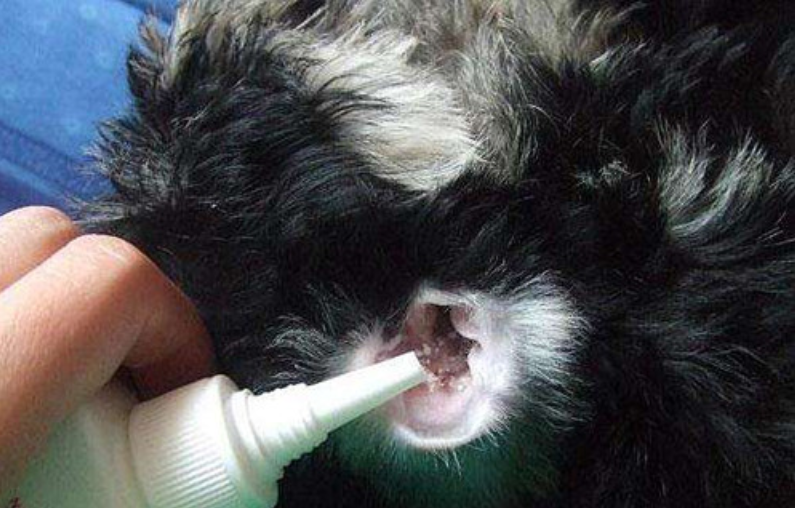 狗狗耳螨的怎么办 怎么帮助患耳螨的狗