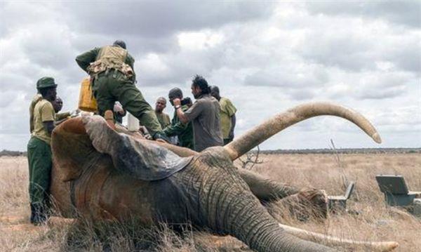 人们为何不从老死的大象身上取象牙,而非要去猎杀健康的大象?