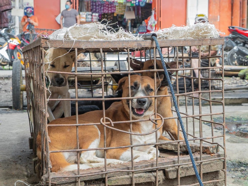 疫情严重,印尼市场却还在出售蝙蝠,英记者走访现场后直呼可怕