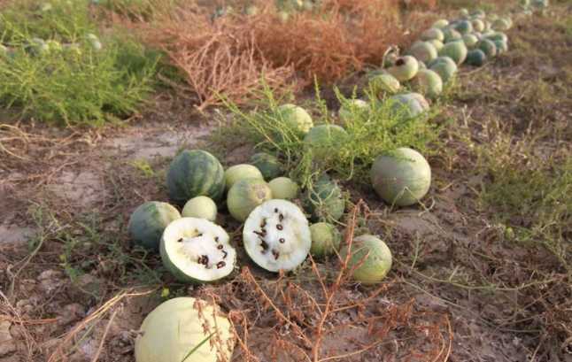 新研究称西瓜原产于非洲苏丹,最早的西瓜什么样?何时传入我国的