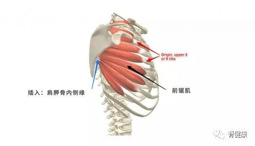 從肋骨開始,前鋸肌包裹著身體的側面和背面,它在肩胛骨下方,並附著在