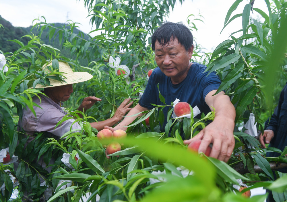 7月9日,在杭州市余杭区瓶窑镇的福山家庭农场内,种植户在采摘成熟的"