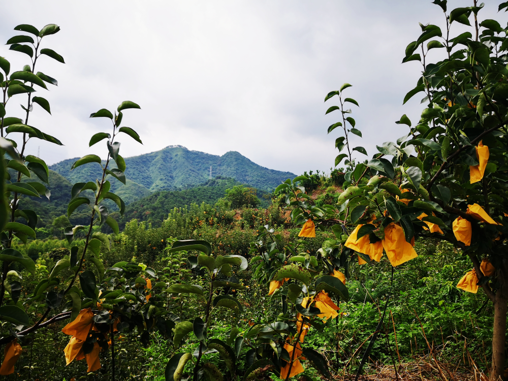 来花都赤坭叹瓜果飘香