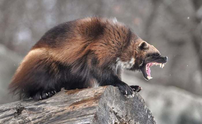 比特犬和狼獾谁的战斗力更强