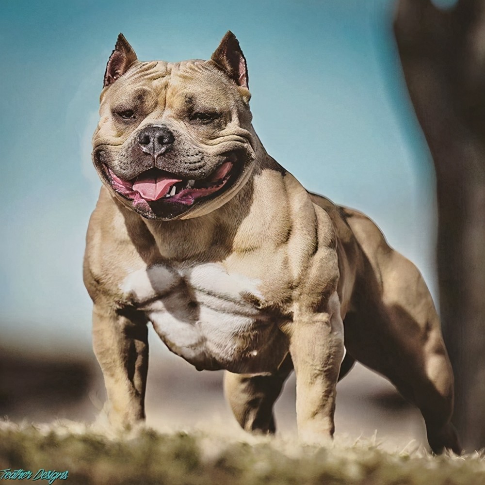 比特犬和狼獾誰的戰鬥力更強