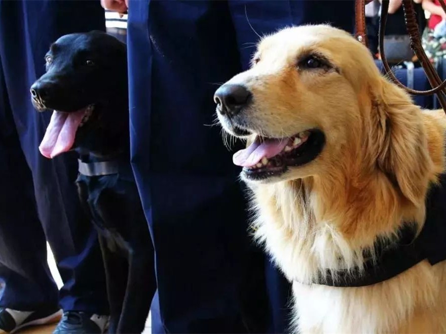 这笔生意划算吗?1条淘汰犬卖出33万,"考编"失败还被抢光