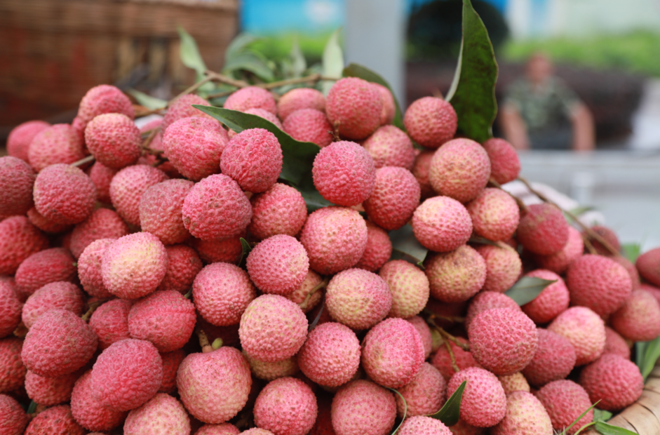 快看合江荔枝上市啦