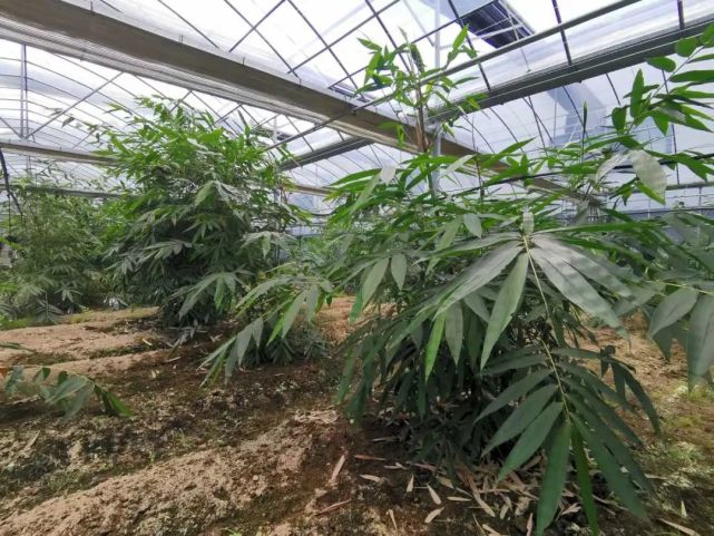大棚里,一株株的甜龙竹生长茂盛,叶片宽大,而且枝条向外围扩展,身形