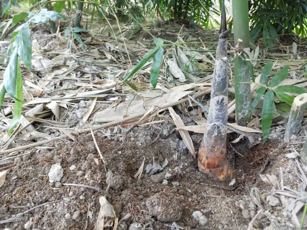 原产云南的"竹笋之王"甜龙竹笋在奉化成功引种_腾讯新闻