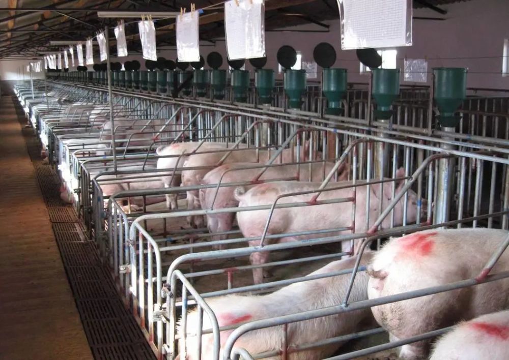农业农村部:投资17亿助力养猪场,小养猪场不用办环