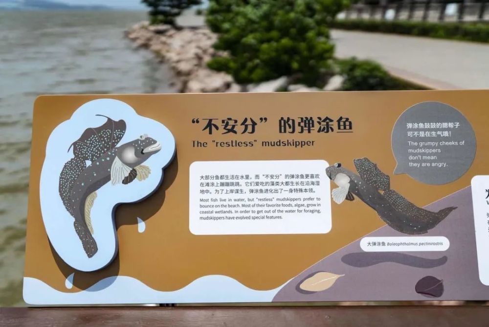 一个解说牌呈现的生态价值丨对话设计师