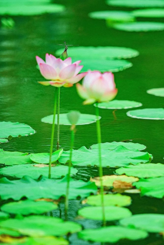 绿茵蝉鸣至 清风夏日长,世博园 夏意浓