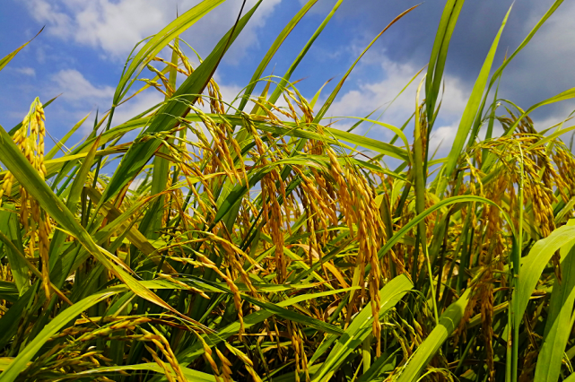 以光泽柔润,米粒细长,满口含香在大米界久负盛名,民间也有丝苗米出自