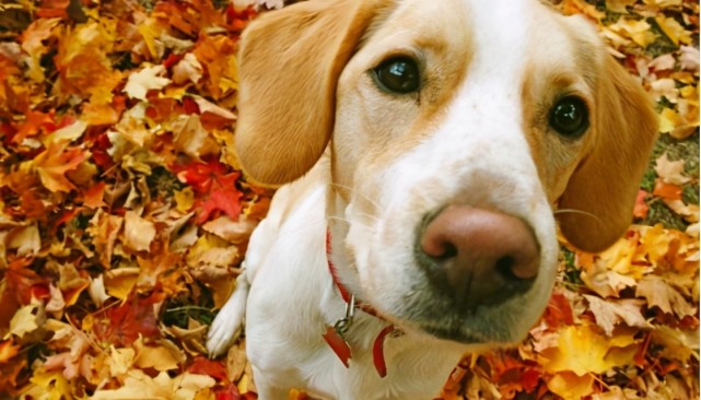 狗的寿命是多少年 平均寿命12 15年 附狗的寿命算法