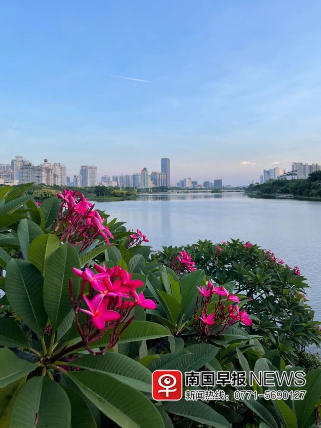 炎炎夏日 各种鲜花扮靓南宁 腾讯新闻