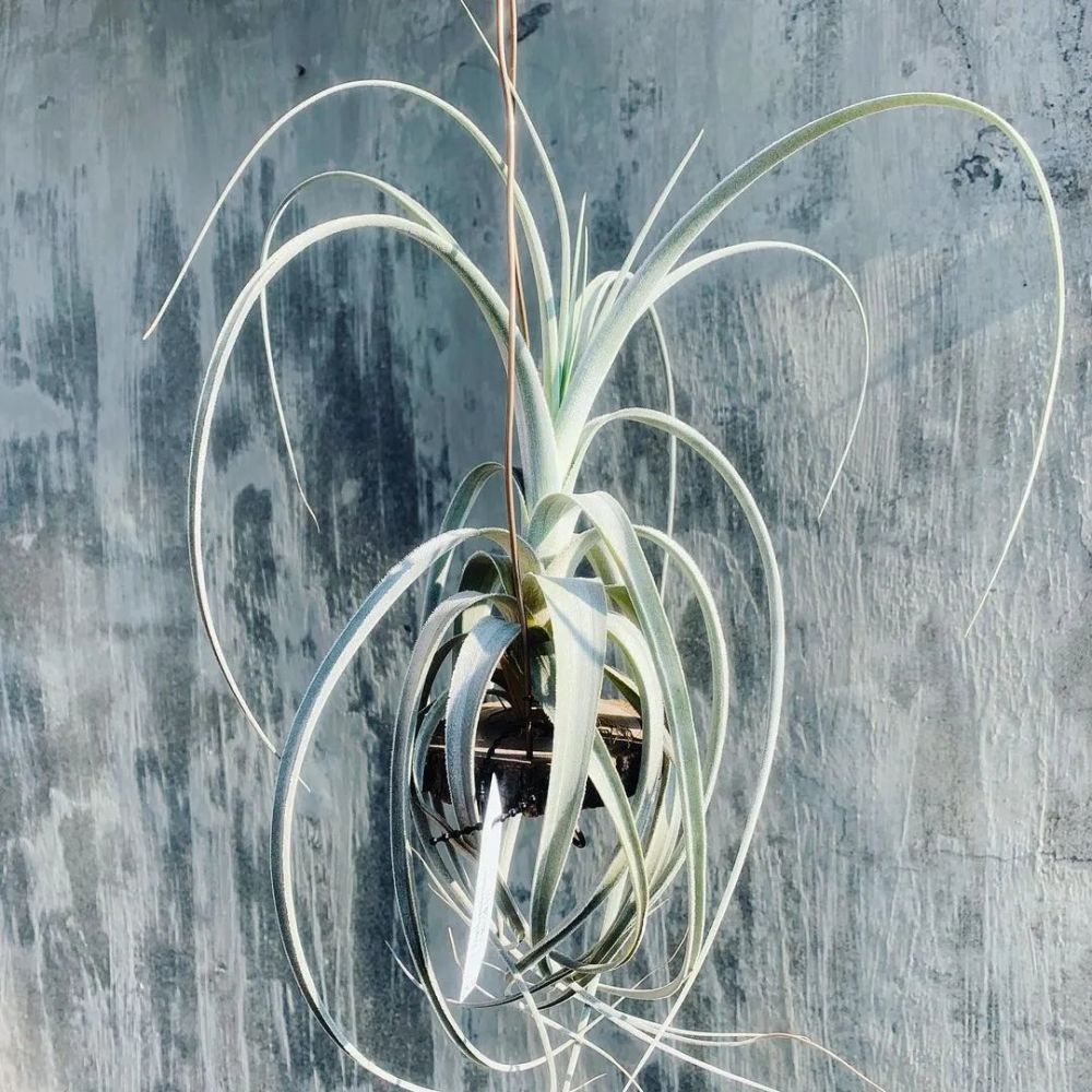 空气凤梨欣赏那些可爱的银叶系空气凤梨