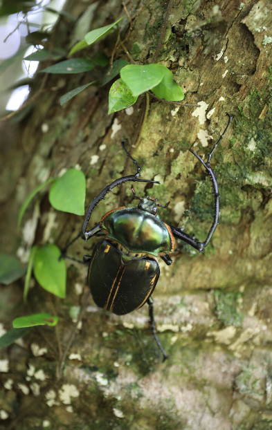39年前宣布灭绝,一只几十万的"国宝"甲虫,如今为何重现浙江?