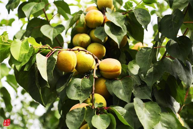 又一水果价格 大跳水 产地价只够果农不亏本 果农 亏大了 腾讯新闻