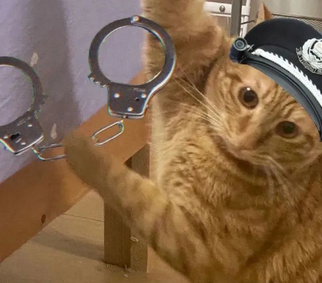 每日表情丨猫猫警察出警