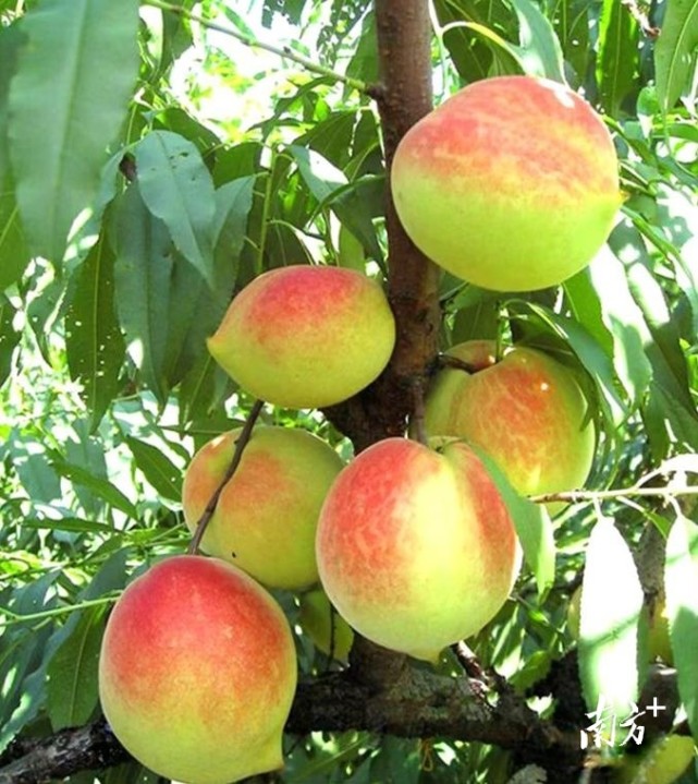 翁源九仙桃喜获丰85后农村小伙年收入逾120万