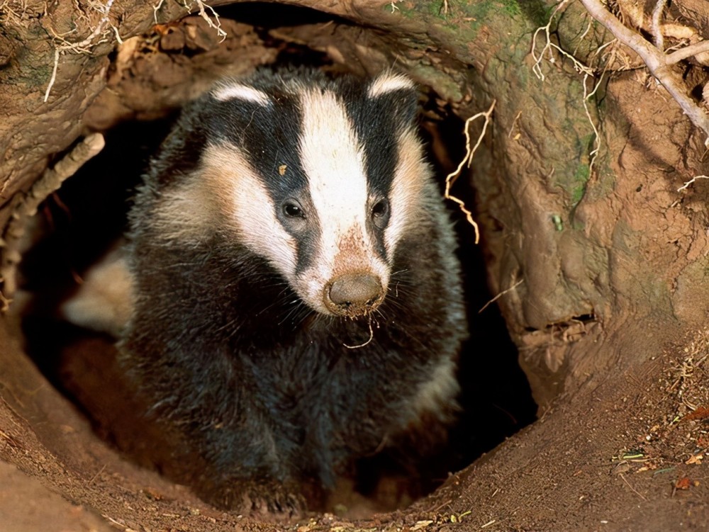 狗獾半夜咬死60多只鸡鸭!挖洞偷鸡,狗獾为什么会成为保护动物