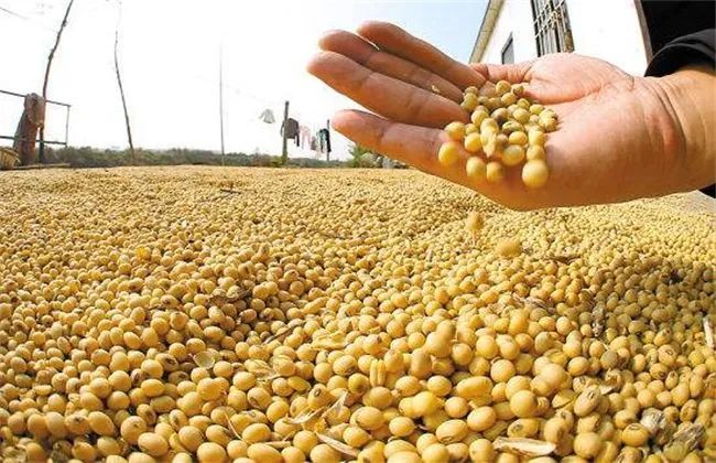 针对大豆生育期推迟,早霜威胁大的情况,要做好促早熟,防早霜.