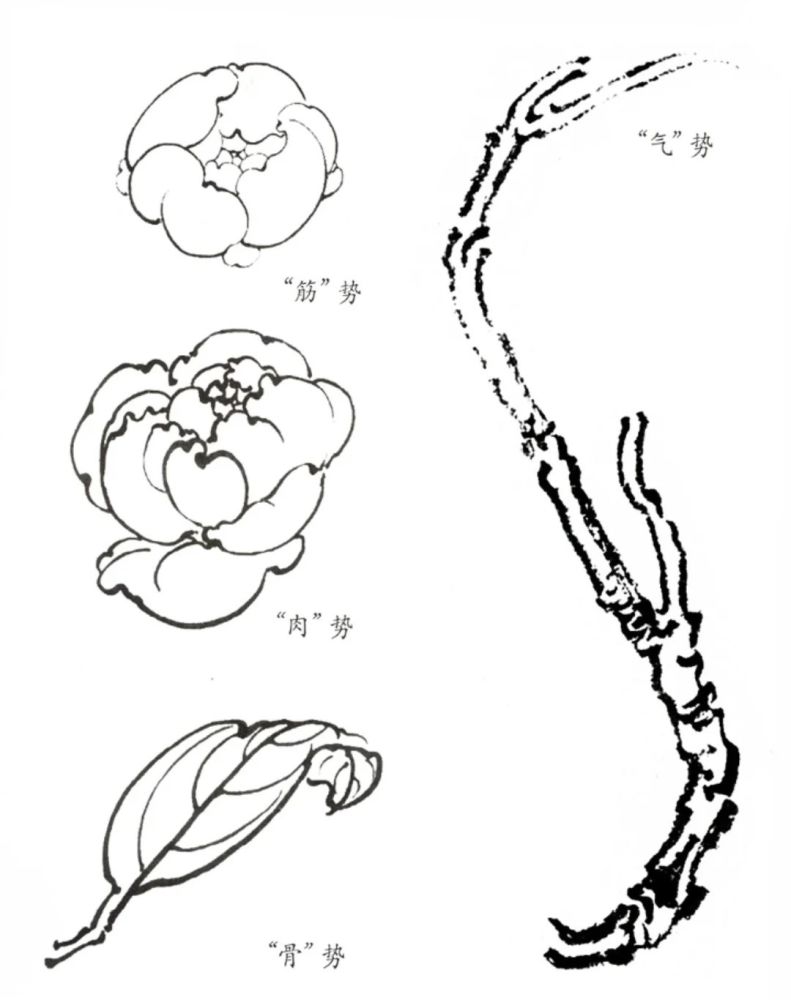 白描牡丹不會畫從線條到造型圖解示範教你畫保證你一學就會