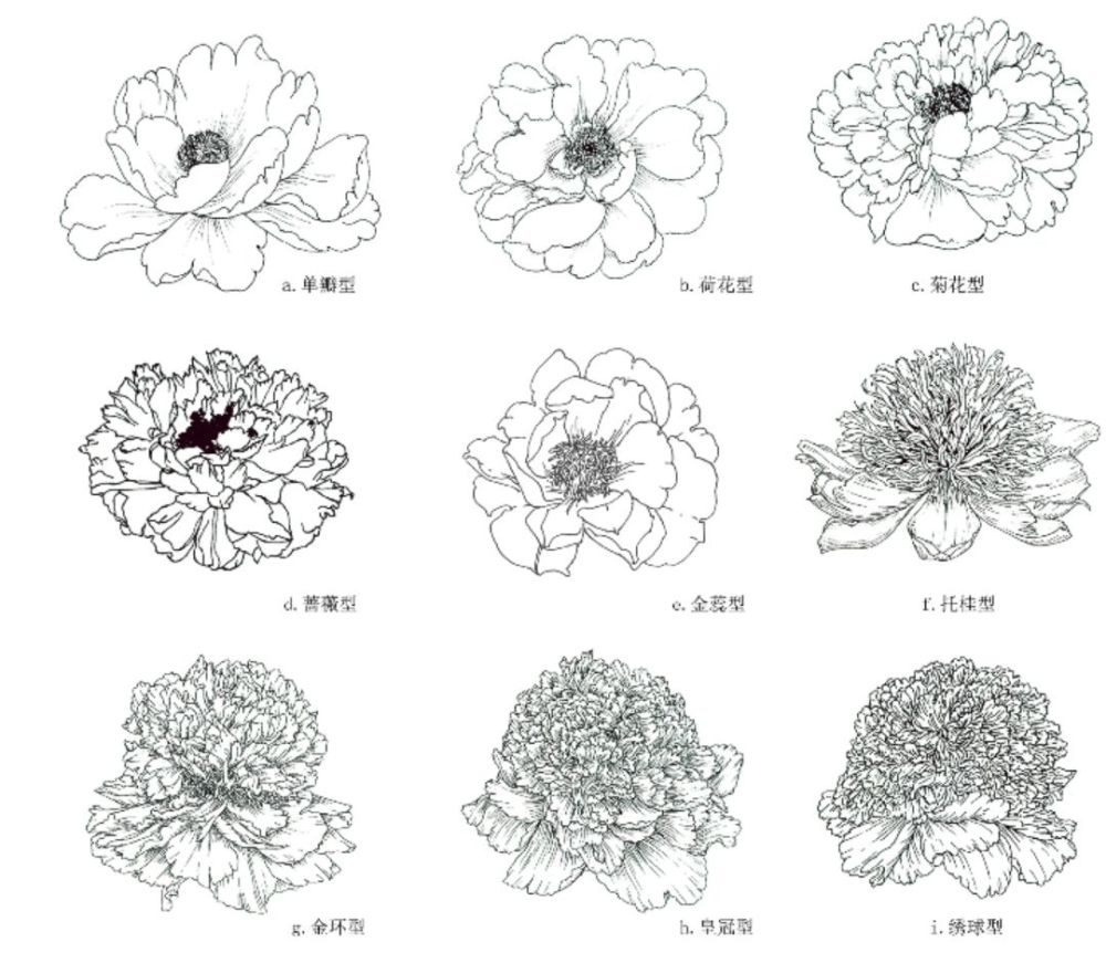 白描牡丹不会画 从线条到造型 图解示范教你画 保证你一学就会 腾讯新闻