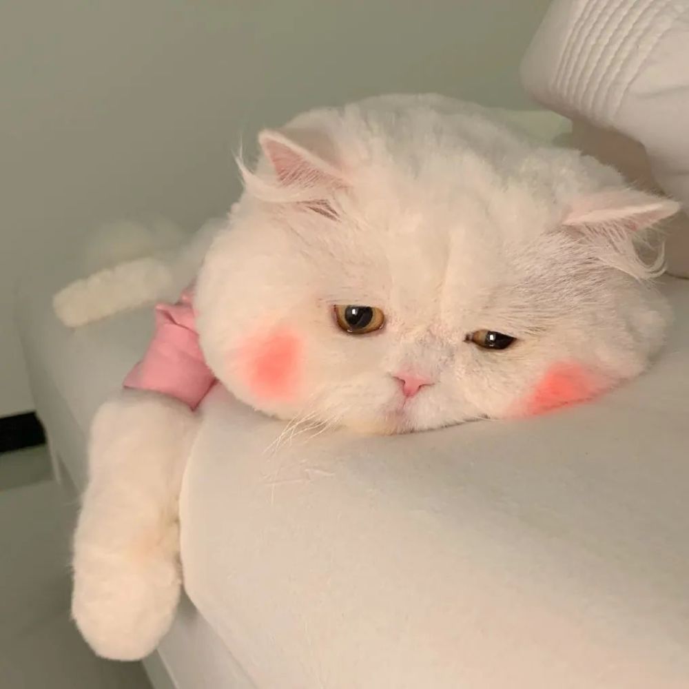 头像花朵头像图片大全小清新娇俏怡人的三色堇图片第289期