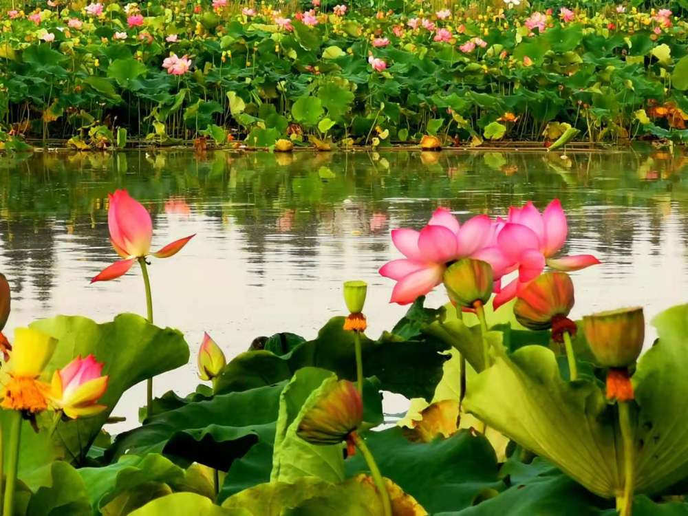 麒麟水乡的荷塘