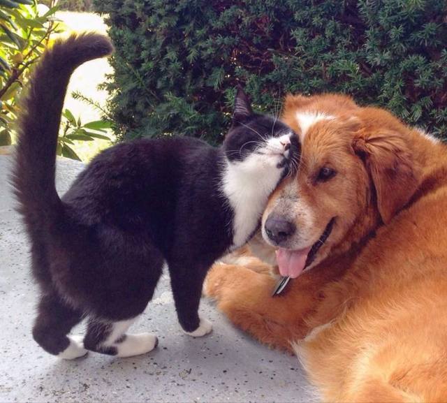 6张爆笑的宠物囧图!太逗了