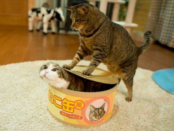 8张爆笑的猫咪打架图片合集瞬间感觉被萌到了