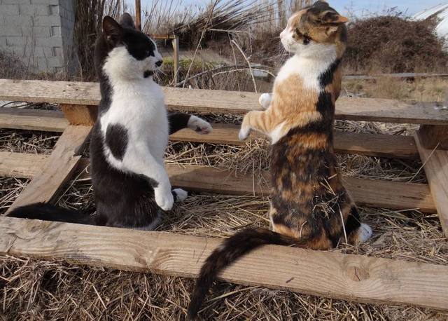 8张爆笑的猫咪打架图片合集瞬间感觉被萌到了