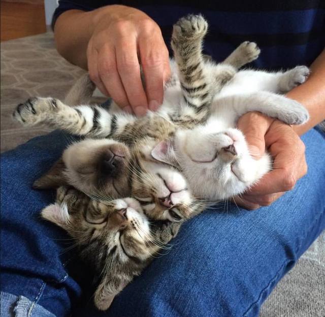 人们为什么喜欢吸猫?最后一张真相了