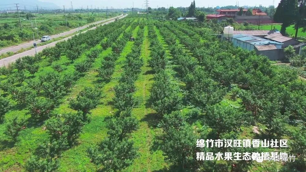 毛桃种植及管理方法